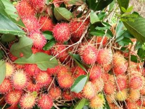 Chôm chôm thường Miền Tây