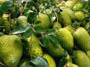 Mảng Cầu Xiêm