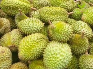 Sầu Riêng Ri6